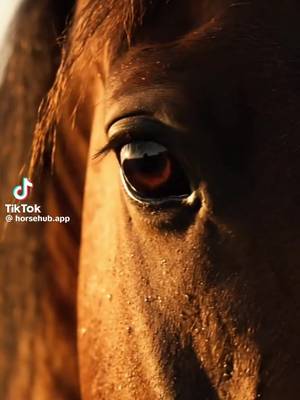 #foryoupage❤️❤️ #bazdkiforyuba #flowers #deutsch #horse 
