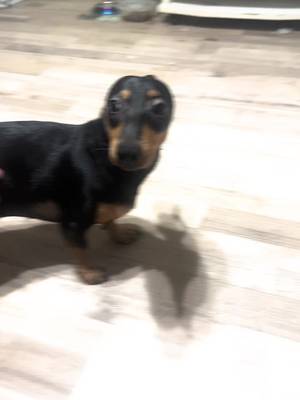 Mulan 😂😂❤️ #nekedbelegyen #fyp #nekedbeszeretnemlatniii🥰🧸 #mulan #daschund 