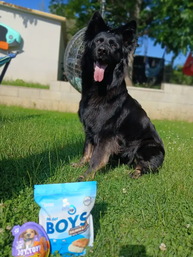 🐾 Új kedvenc érkezett! Köszönjük a @petsup.hu csapatának az ajándékcsomagot!  A tesztelőnk természetesen azonnal munkába állt, és úgy tűnik, elégedett az eredménnyel.  🐶 #petsup #kutyus