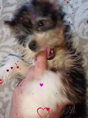 #yorkie #Muffin #baby 