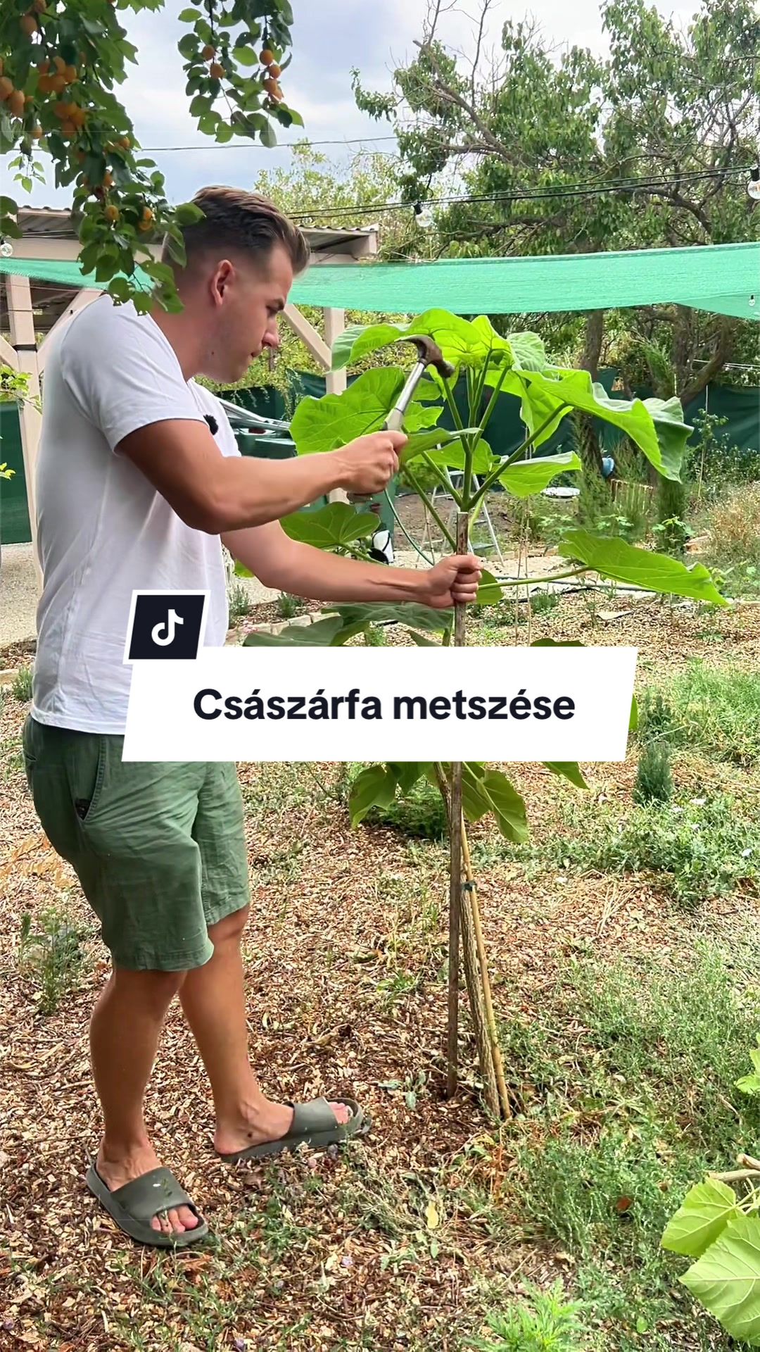 Császárfa metszése🌳 #császárfa #császárfanetszése #kert #kertészkedés #faültetés 