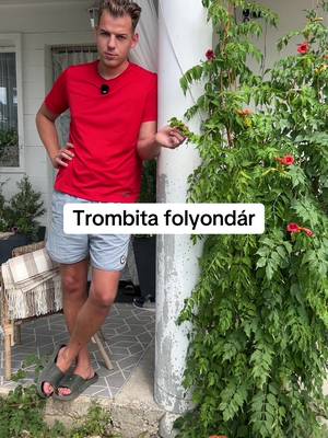 Trombita folyondár🌿 #trombitafolyondár #kert #Kertészkedés #növény #virágok 
