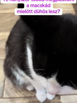 Hát ez a trend nem úgy sikerült ,ahogyan gondoltam. Bubi immunis rá,még szereti is.✨🤣 #cat #bubi #catsoftiktok #trend #viral 